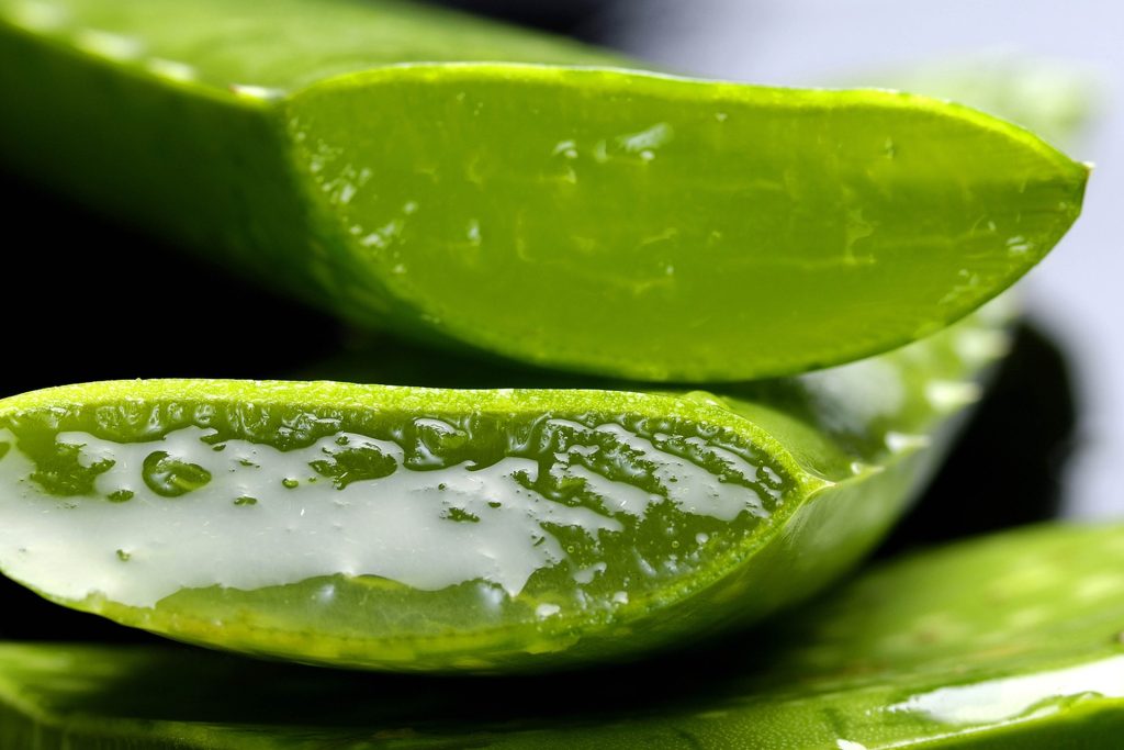 Frunză de aloe vera și gel proaspăt, utilizate pentru beneficiile aloe vera pentru ten.